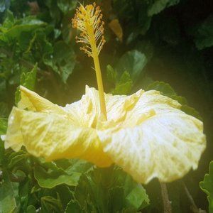 YELLOW FLOWER ~ 8" X 10" photo